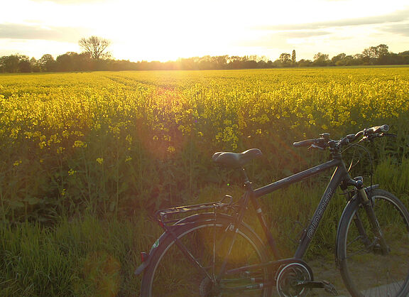 Ein Rapsfeld in der Abendstimmung